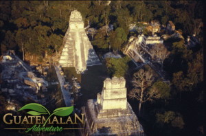 Wildlife Exploration in Tikal
